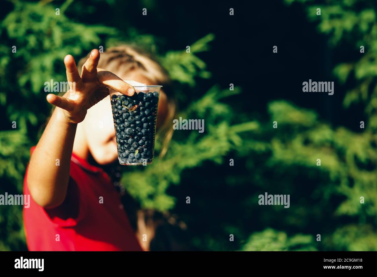 Ragazza che raccoglie mirtillo o mirtillo in contenitore di plastica nella foresta in una giornata estiva di sole. Foto Stock