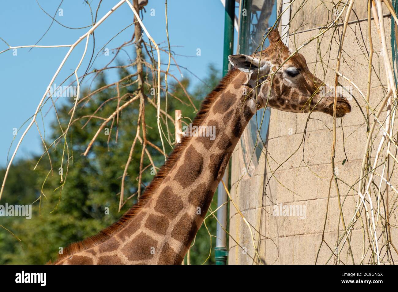 La giraffa di Rothschild (Giraffa camelopardalis rothschildi) al Marwell Zoo, Regno Unito Foto Stock