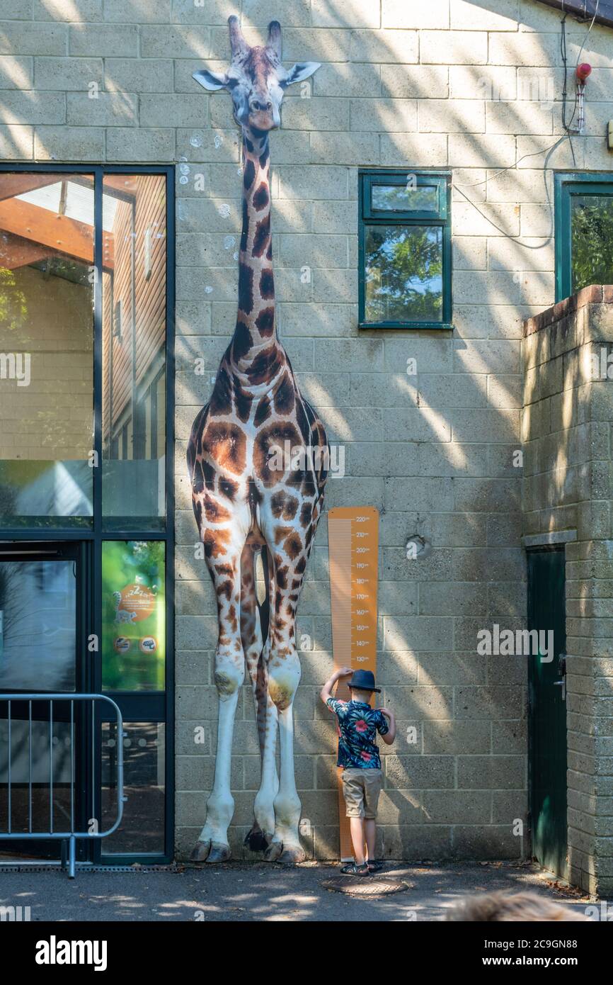 Bambino o ragazzo che misura la sua altezza rispetto a una foto di giraffa di dimensioni complete dipinta sul muro, Marwell Zoo, Regno Unito Foto Stock