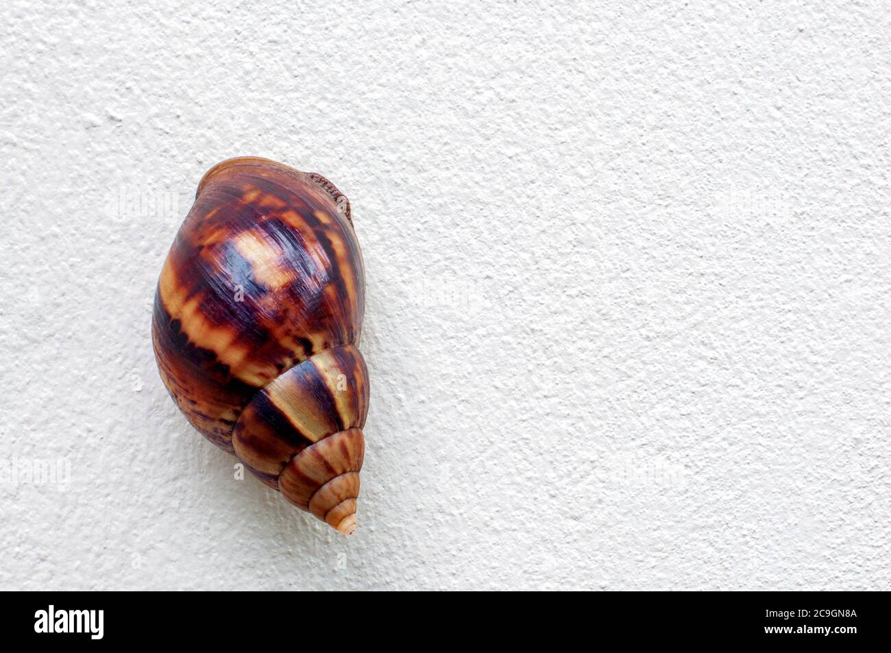 Lumaca, lumaca di terra, lumaca da giardino, molluschi gasteropodi pulmonati terrestri si arrampicano su una parete di cemento grigio bianco. Foto Stock