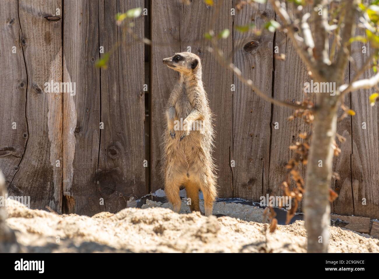 Meerkat (Suricata suricatta), chiamato anche un suricato, una specie di mammiferi africani a Marwell Zoo, Regno Unito Foto Stock