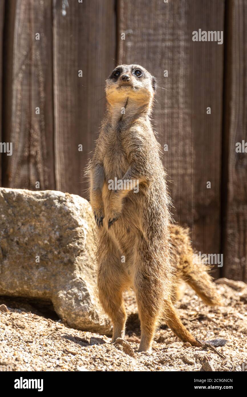 Meerkat (Suricata suricatta), chiamato anche un suricato, una specie di mammiferi africani a Marwell Zoo, Regno Unito Foto Stock