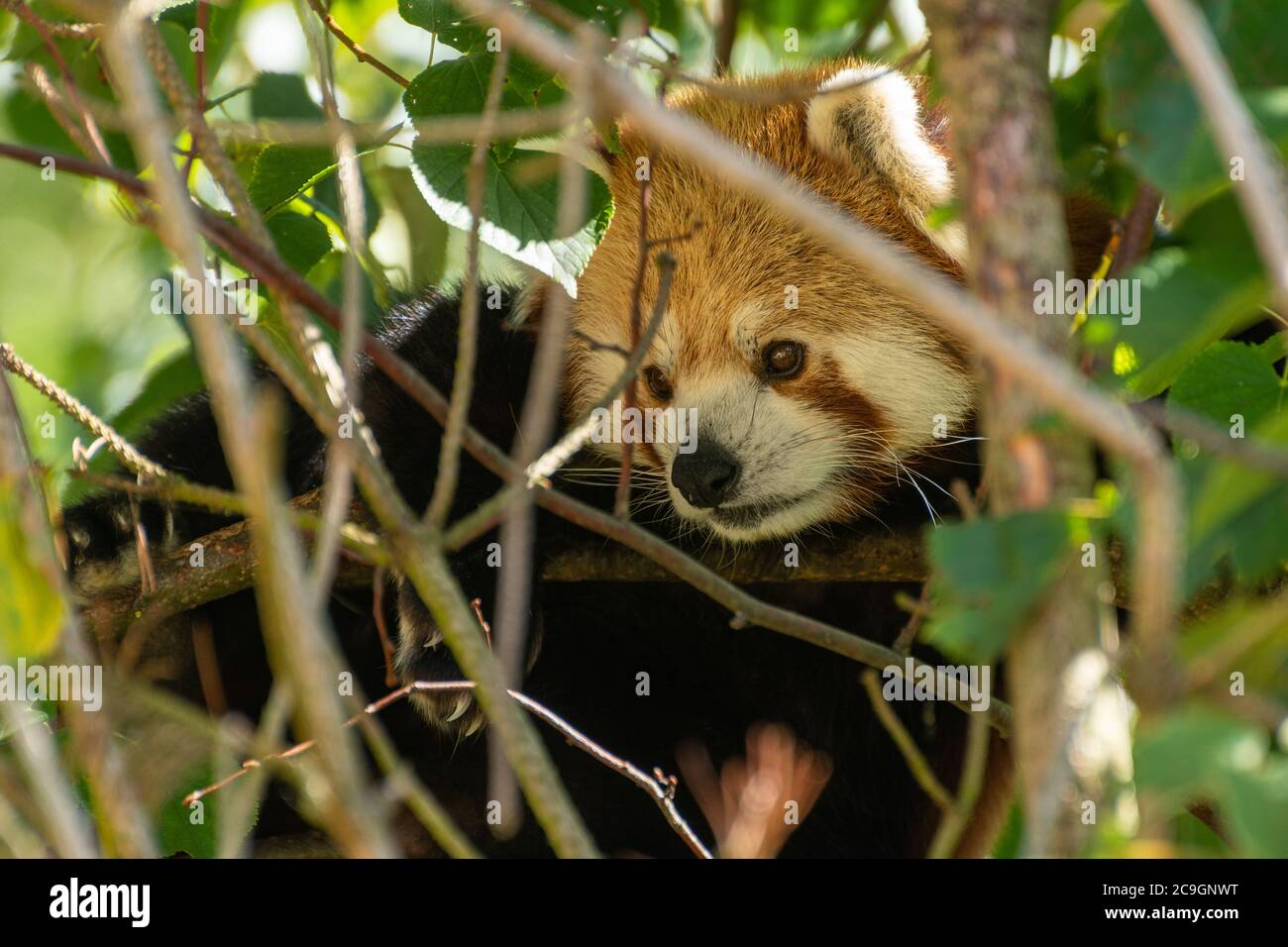 Panda rosso (Ailurus fulgens), una specie di mammiferi in via di estinzione in un albero a Marwell Zoo, Regno Unito Foto Stock