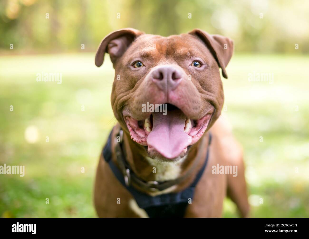 Un rosso Pit Bull Terrier razza mista cane guardando la macchina fotografica e ansando con un'espressione felice Foto Stock