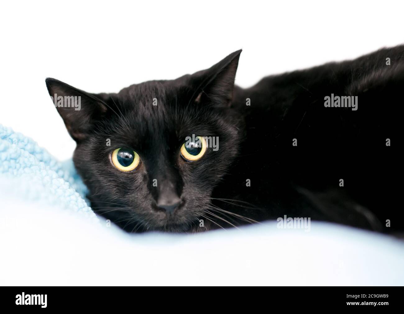 Un gatto shorthair nero timido con pupille dilatate e un'espressione nervosa Foto Stock