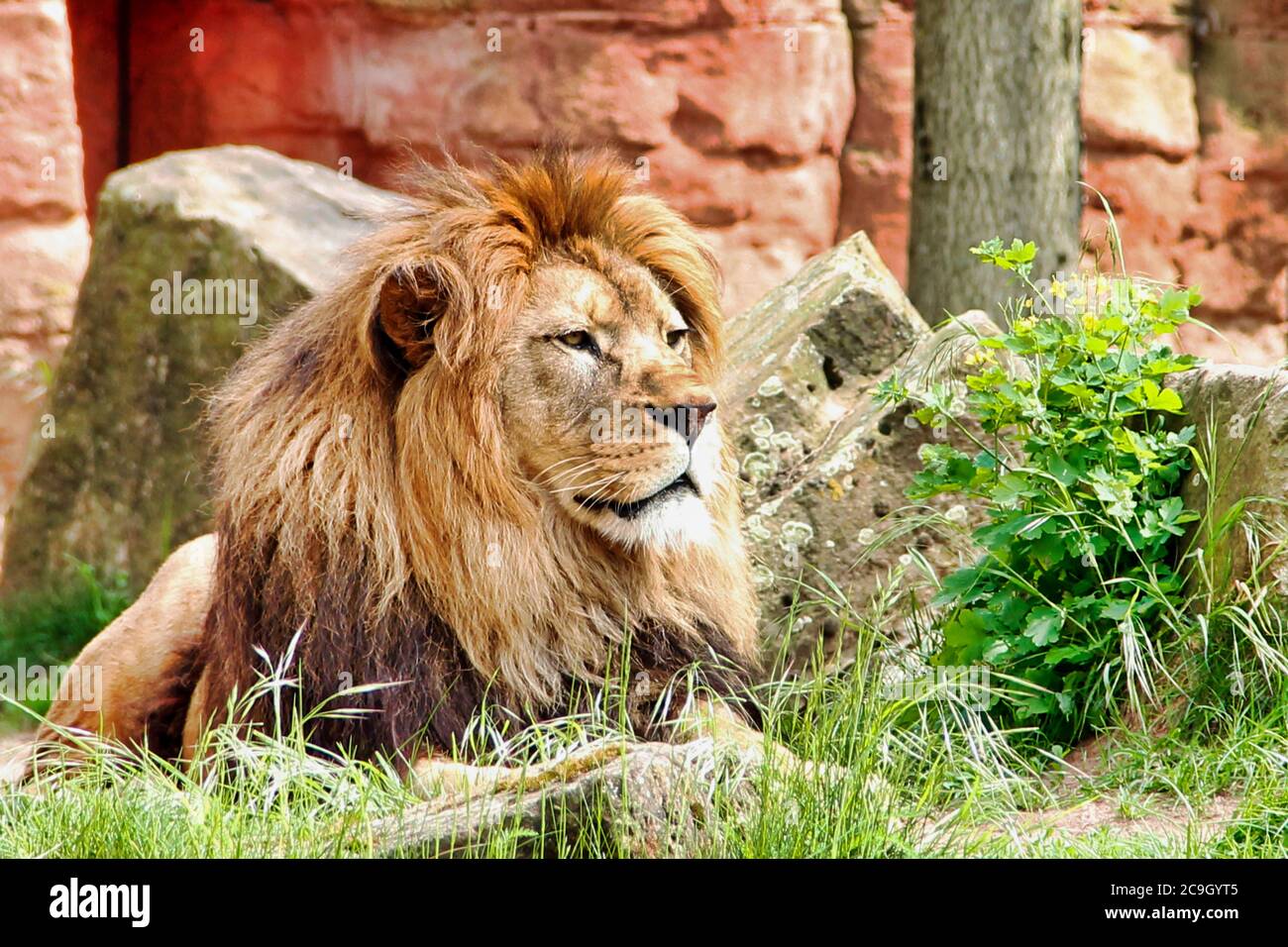 Vista laterale da un leone berbero adulto che guarda intorno a Panthera leo Foto Stock