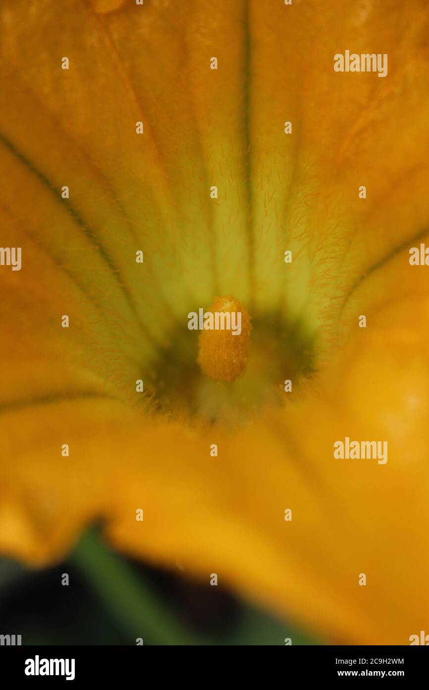 Giardinaggio urbano organico di una pianta enorme di zucca di fiori di arancio brillante nel cortile. Foto Stock