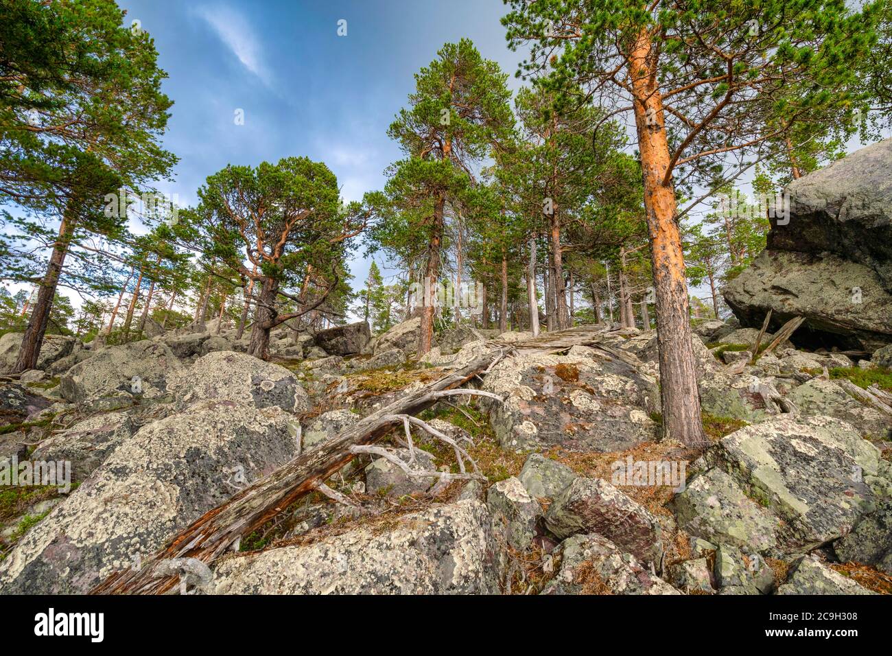 Foresta primordiale nell'area protetta di Laconia, Gaellivare, Norrbottens laen, Svezia Foto Stock