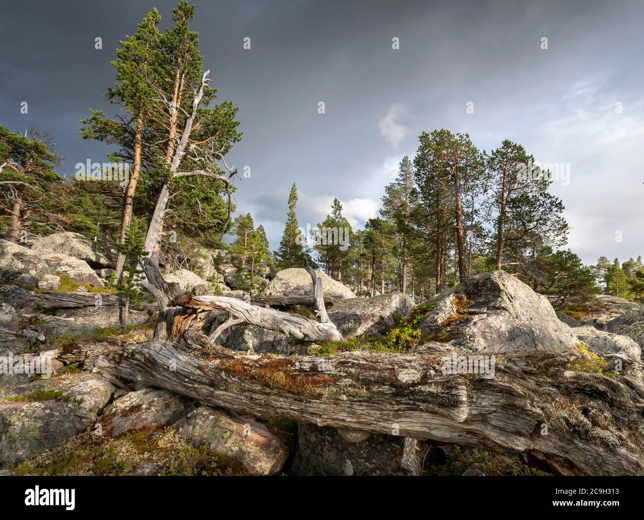 Foresta primordiale nell'area protetta di Laconia, Gaellivare, Norrbottens laen, Svezia Foto Stock