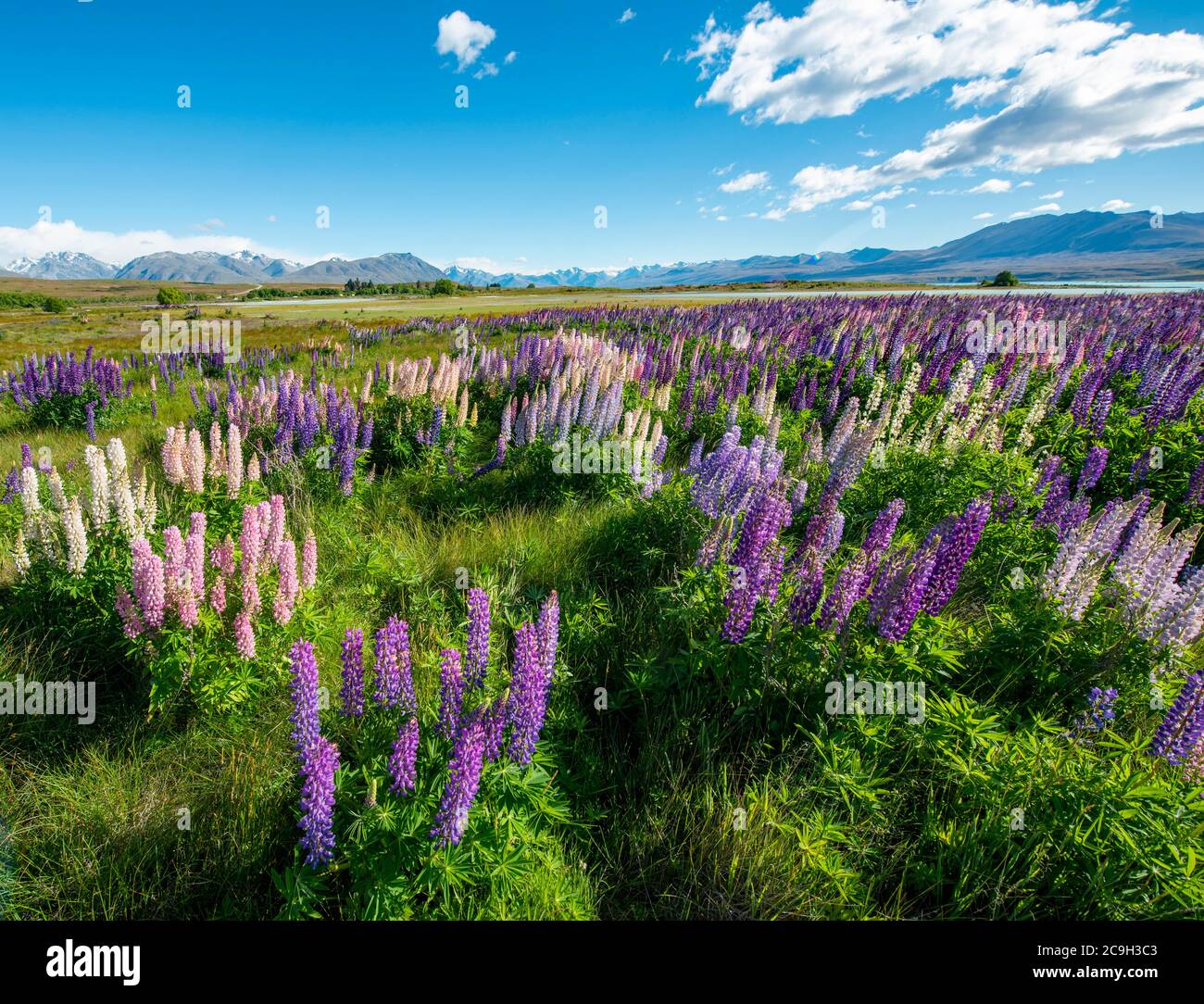 Viola di grande lasciarono i lupini (Lupinus polyphyllus), il Lago Tekapo nella parte anteriore delle Alpi del sud, Canterbury, Isola del Sud, Nuova Zelanda Foto Stock