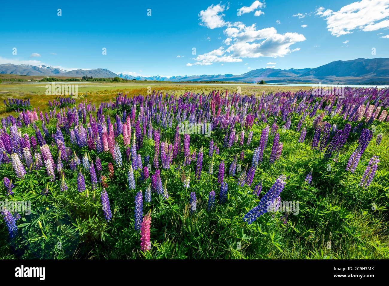 Viola di grande lasciarono i lupini (Lupinus polyphyllus), il Lago Tekapo nella parte anteriore delle Alpi del sud, Canterbury, Isola del Sud, Nuova Zelanda Foto Stock