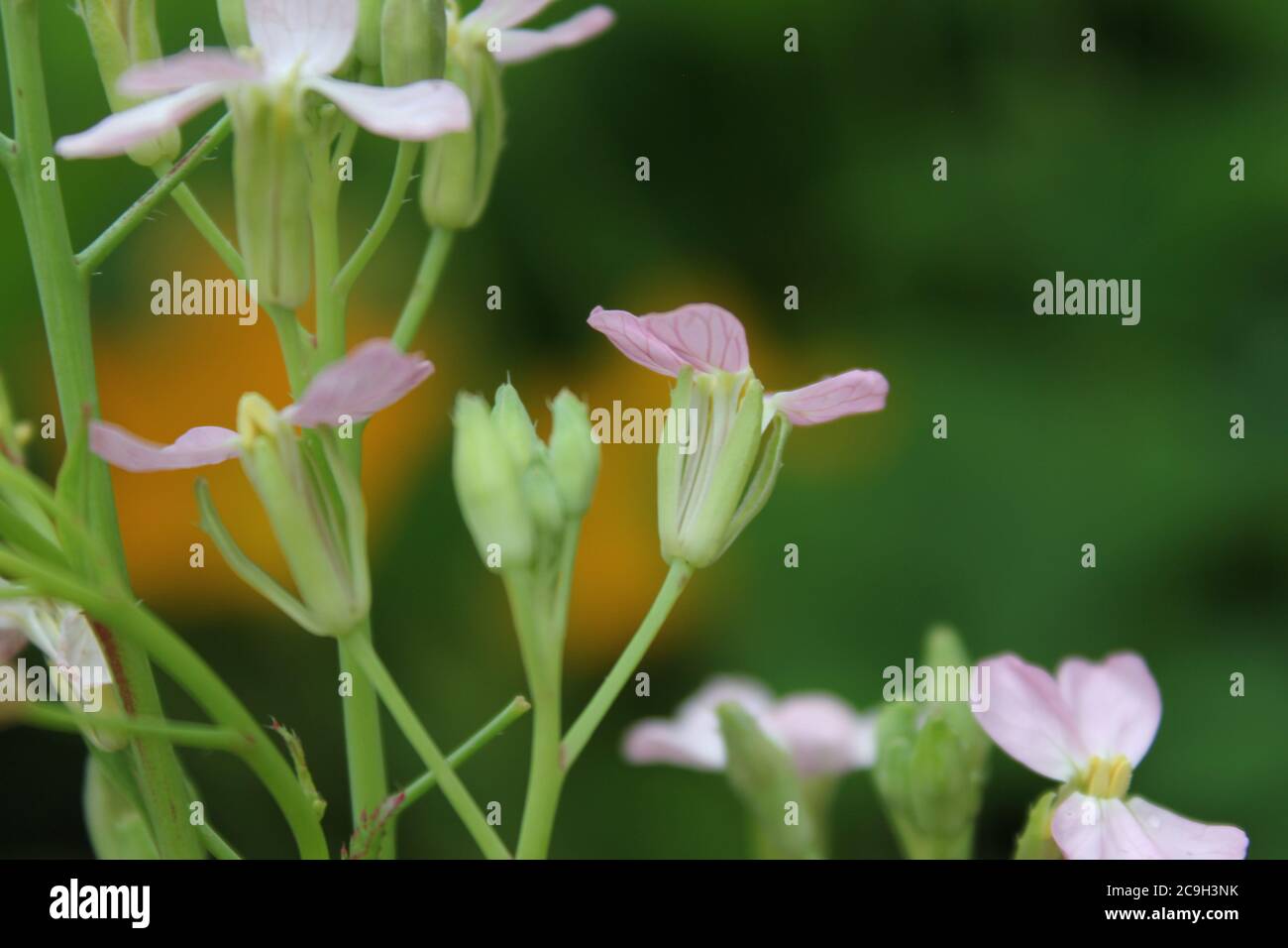 Giardinaggio urbano biologico di un piccolo ravanello bianco, Raphanistrum Raphanistrum, ravanello selvatico, arlock bianco o arlock snodato, fiore nel cortile. Foto Stock
