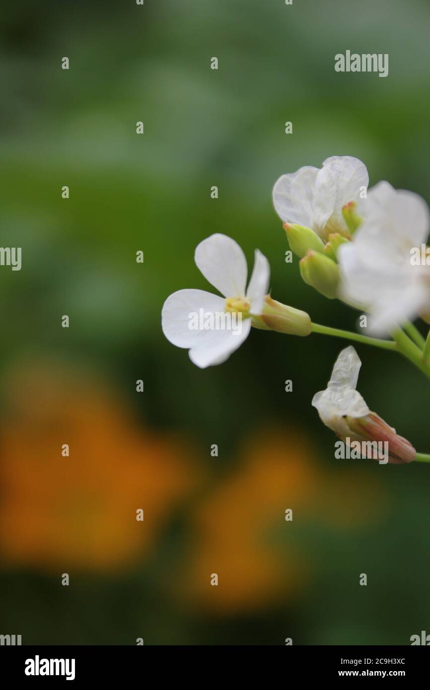 Giardinaggio urbano biologico di un piccolo ravanello bianco, Raphanistrum Raphanistrum, ravanello selvatico, arlock bianco o arlock snodato, fiore nel cortile. Foto Stock