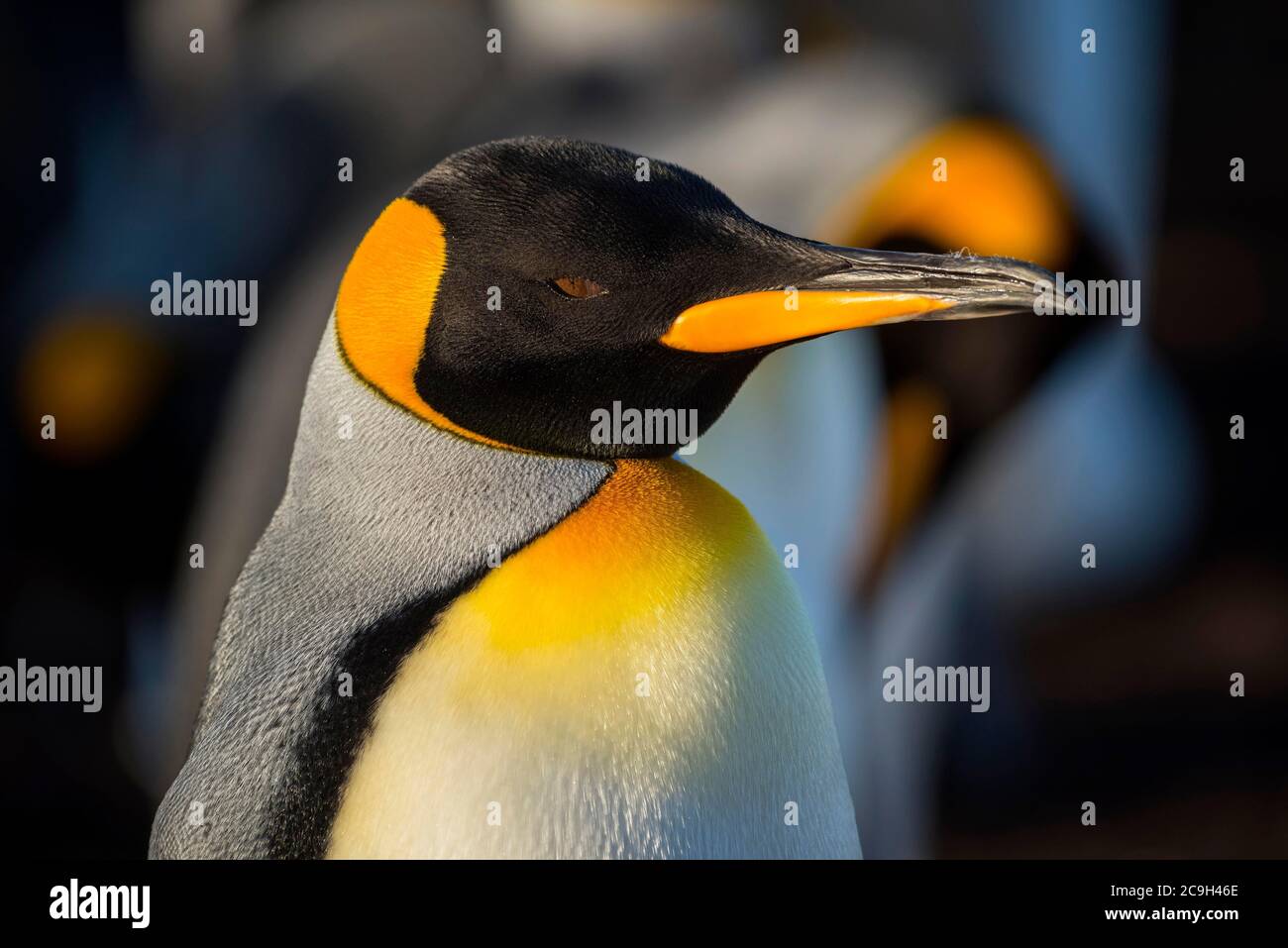 Re pinguino (Apptenodytes patagonicus), ritratto, punto Volontario, Isole Falkland Foto Stock