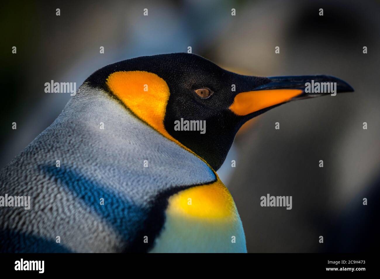 Re pinguino (Apptenodytes patagonicus), ritratto, punto Volontario, Isole Falkland Foto Stock