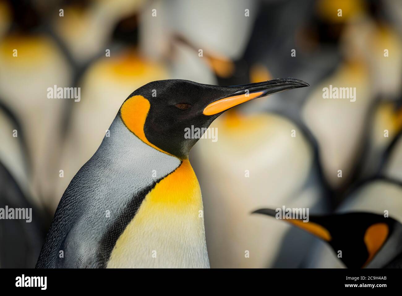 Re pinguini (Atenodytes patagonicus) in una colonia, ritratto, punto Volontario, Isole Falkland Foto Stock