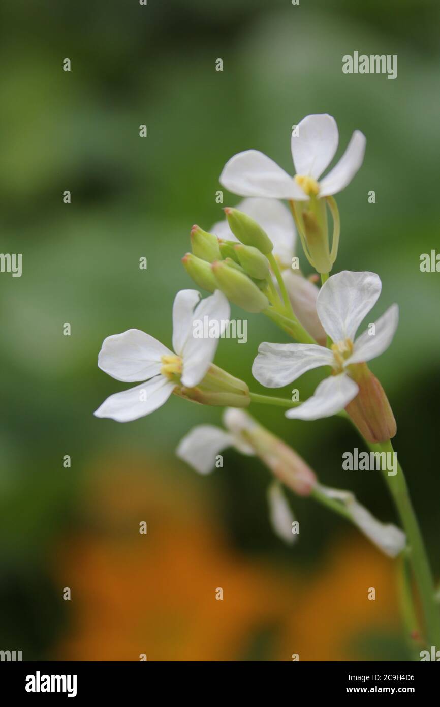 Giardinaggio urbano biologico di un piccolo ravanello bianco, Raphanistrum Raphanistrum, ravanello selvatico, arlock bianco o arlock snodato, fiore nel cortile. Foto Stock
