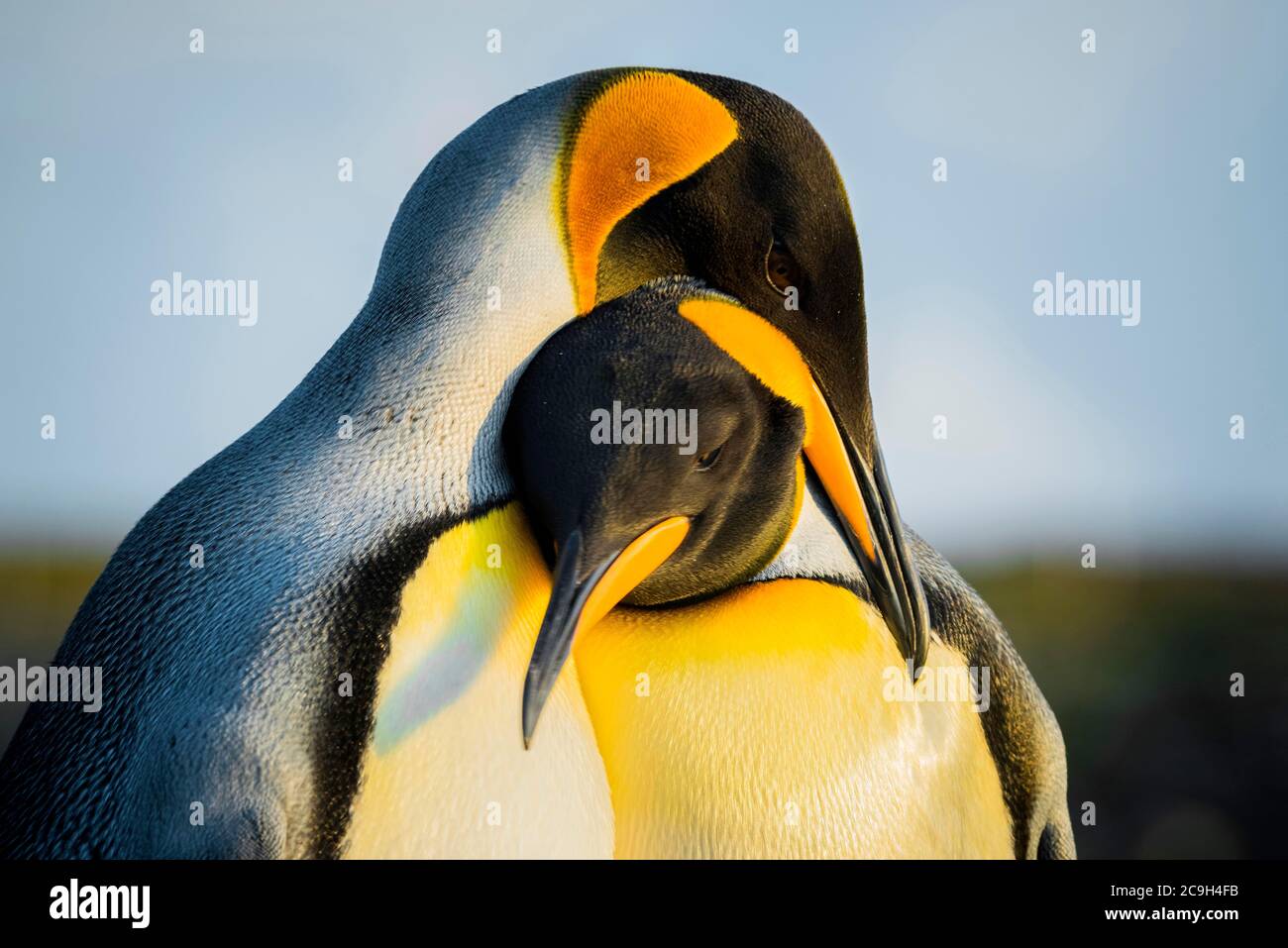 Re pinguini (Atenodytes patagonicus), coppia di animali, punto Volontario, Isole Falkland, Gran Bretagna Foto Stock