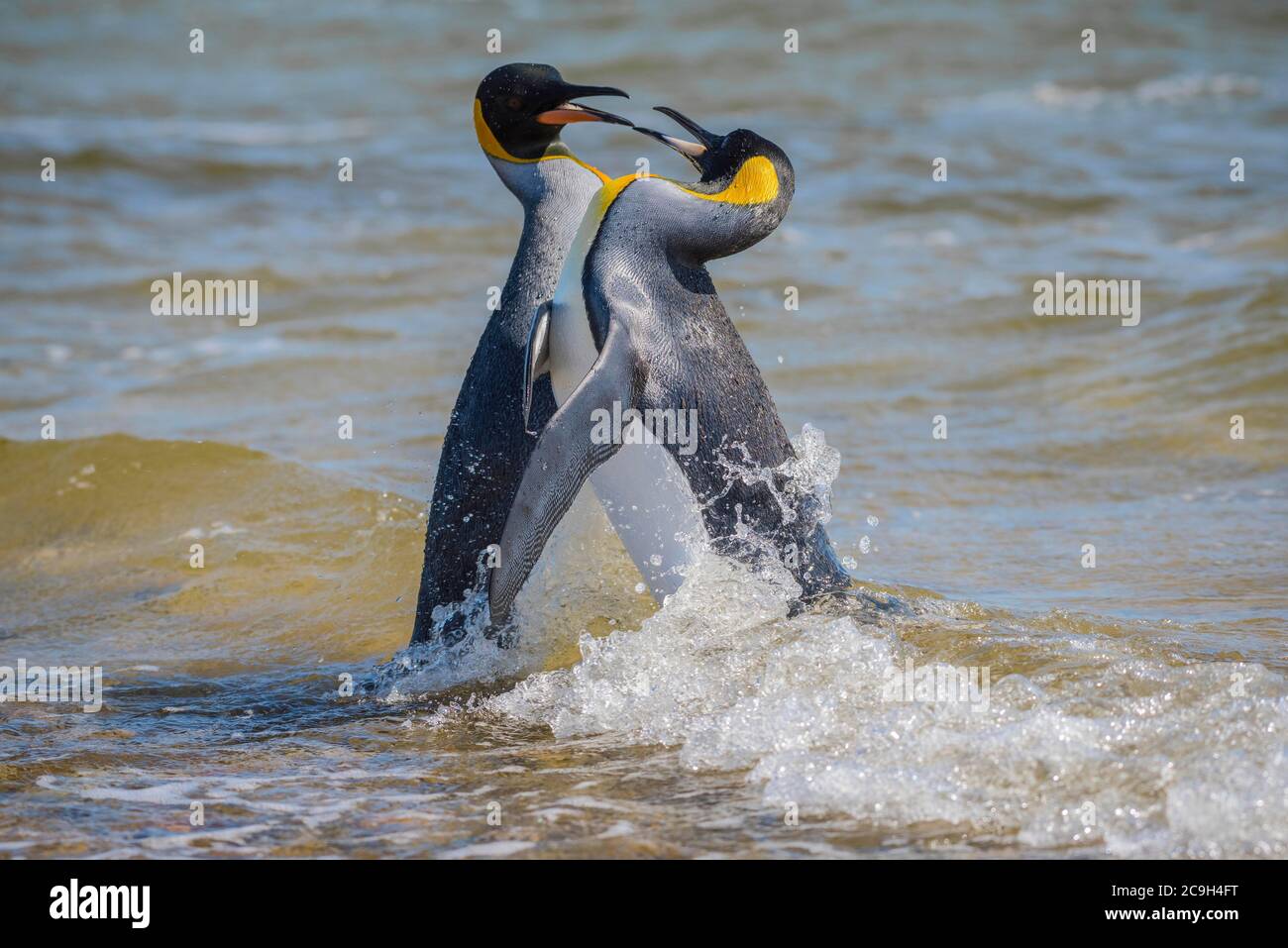 Due pinguini del re (Atenodytes patagonicus) che discutono nell'acqua, punto del Volontario, isole di Falkland Foto Stock