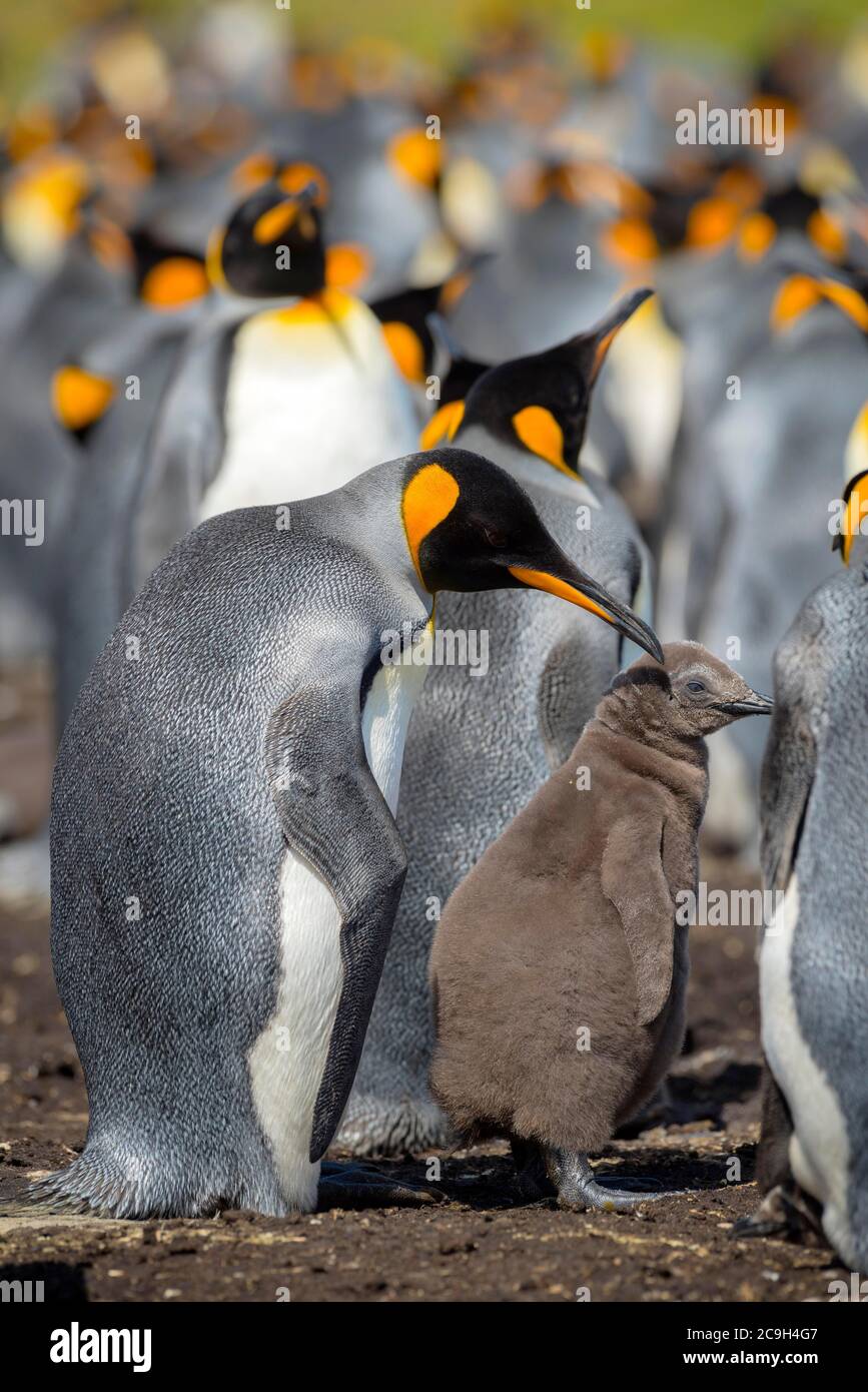 Re pinguino (Atenodytes patagonicus) con pulcini, colonia di riproduzione, punto Volontario, Isole Falkland Foto Stock