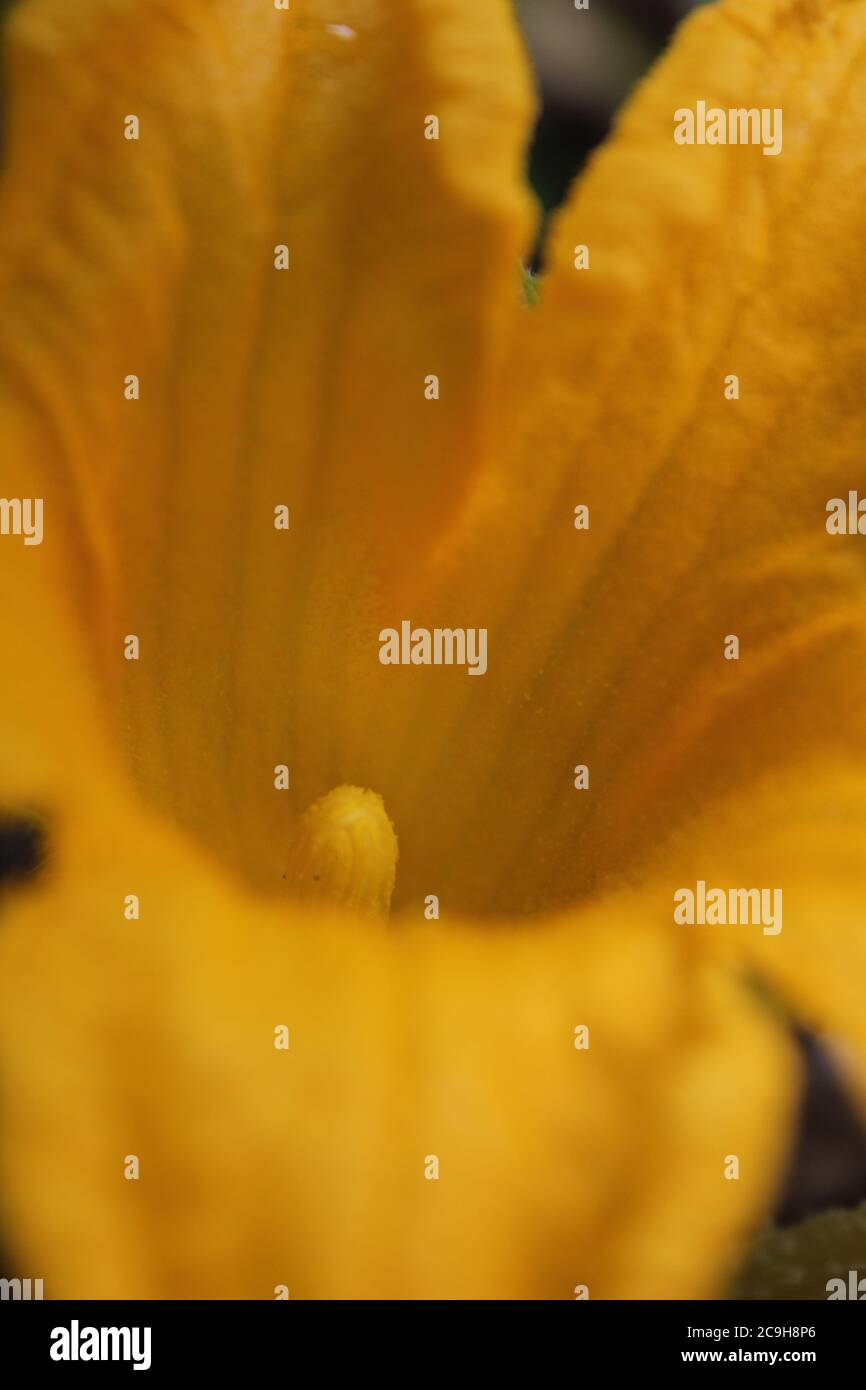 Giardinaggio urbano organico di una pianta enorme di zucca di fiori di arancio brillante nel cortile. Foto Stock