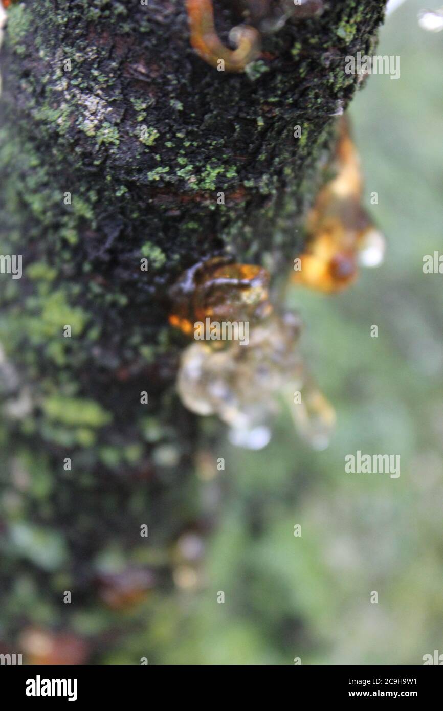 Gummosi organica, Cytospora, Leucostoma canker, che vive su un albero di ciliegio nel cortile. Foto Stock