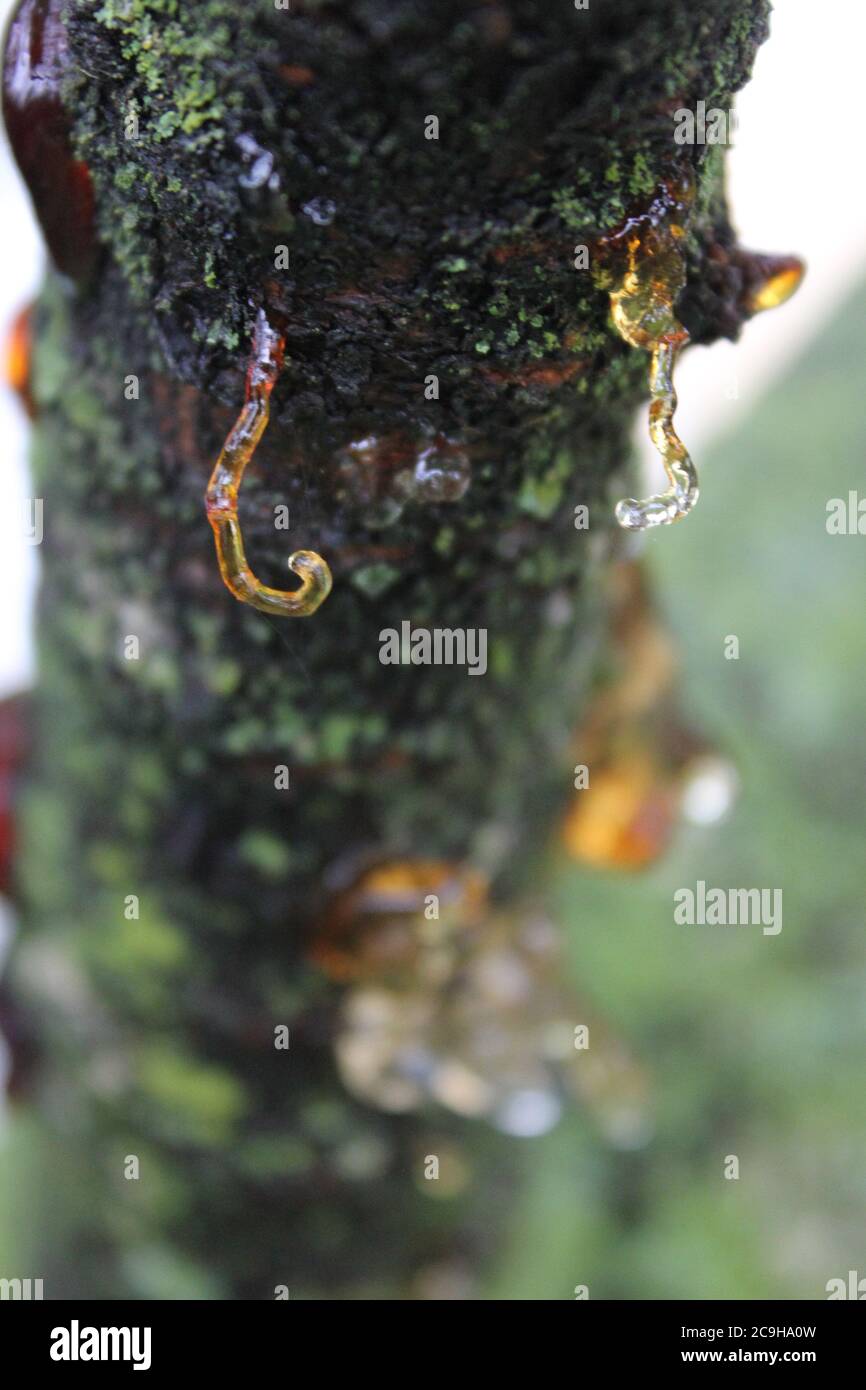 Gummosi organica, Cytospora, Leucostoma canker, che vive su un albero di ciliegio nel cortile. Foto Stock