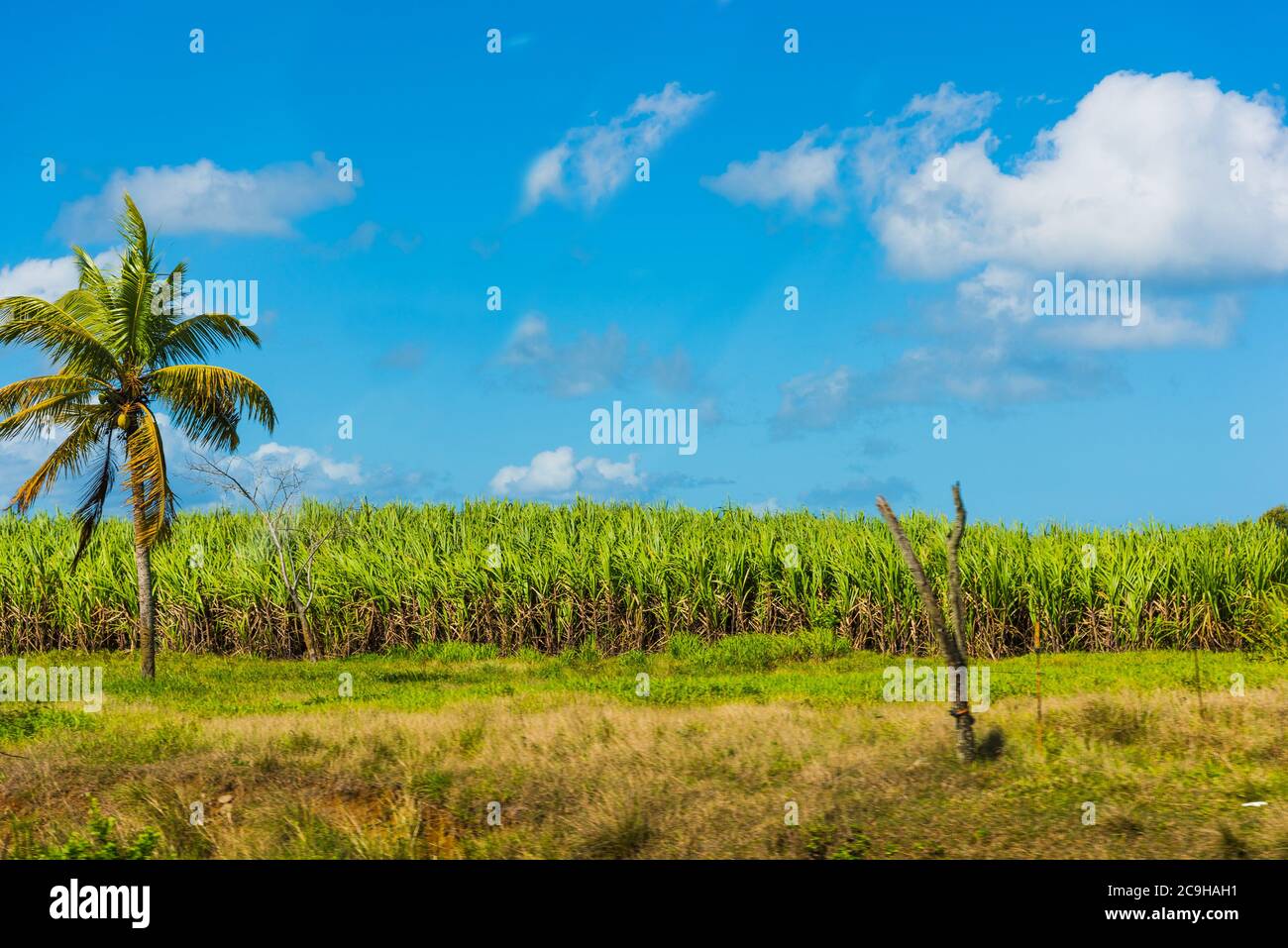 Albero di palma da un campo di canna da zucchero in Guadalupa, antille francesi. Piccole Antille, Caraibi Foto Stock