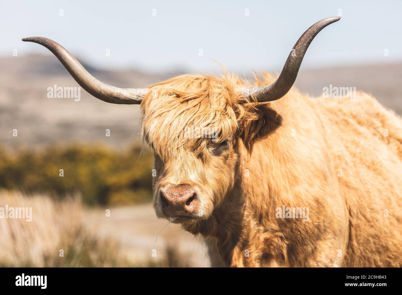 Bestiame di Dartmoor Highland. Questo bellissimo animale famoso a Dartmoor, Devon, ha enormi corna e pelliccia lunga. Si tratta di un'immagine nitida che illustra. Foto Stock