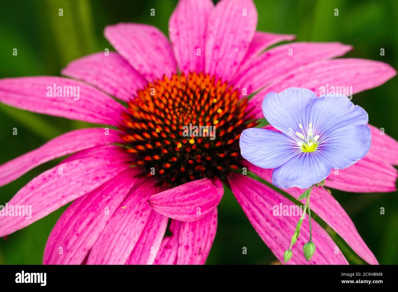 Echinacea purpurea Blue Flax pianta fiore Perenne Coneflower Foto Stock