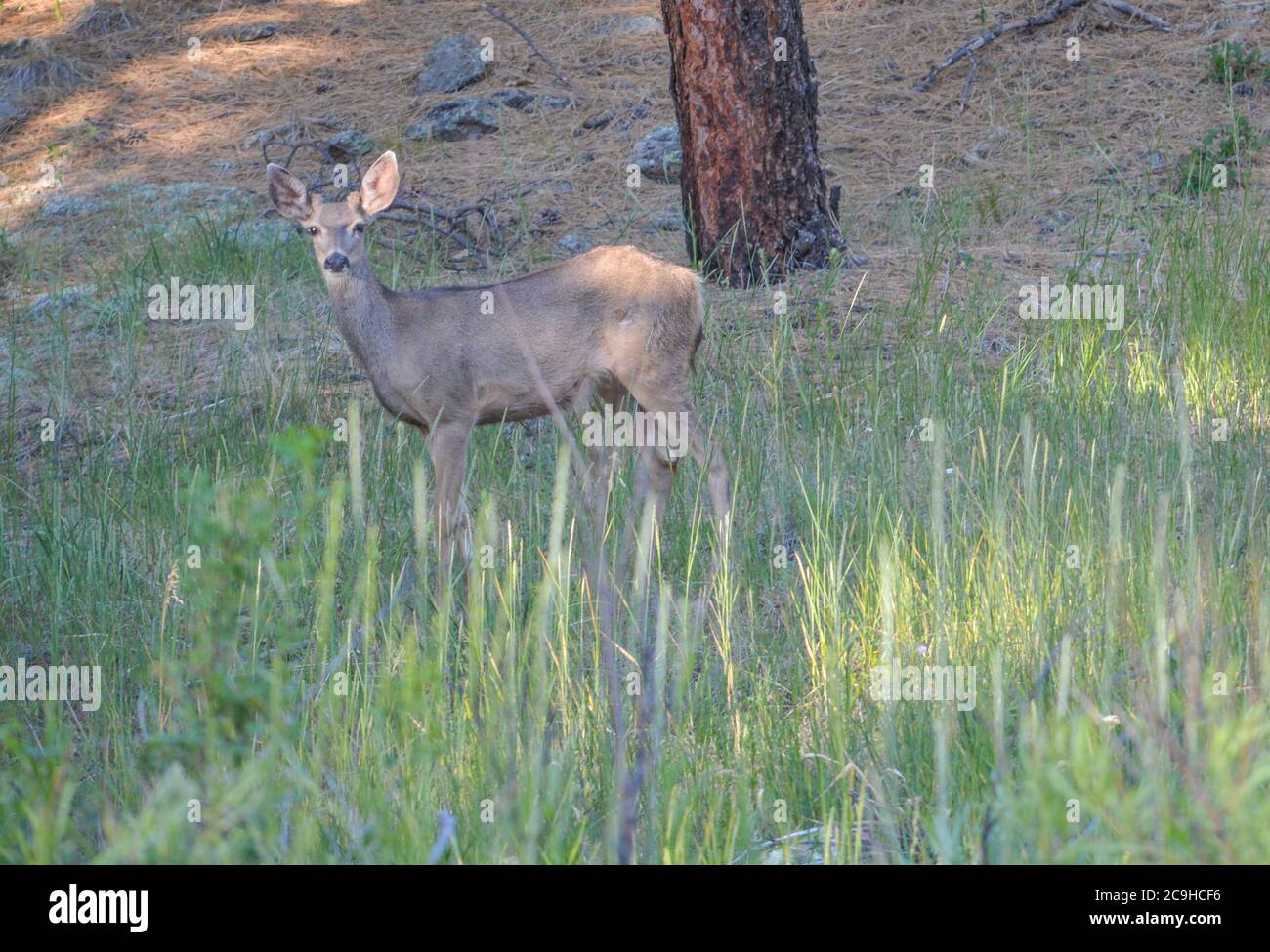 Doe Mule Deer pascolo nella Kaibab National Forest, Arizona Foto Stock
