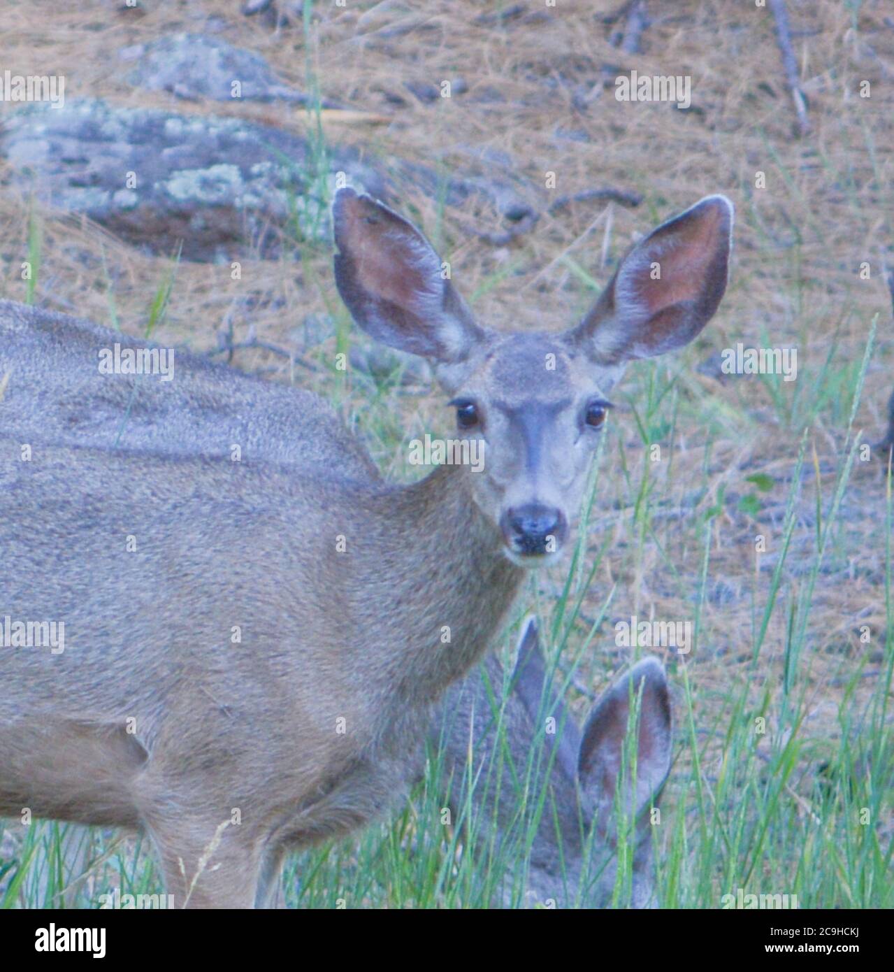 Doe Mule Deer pascolo nella Kaibab National Forest, Arizona Foto Stock