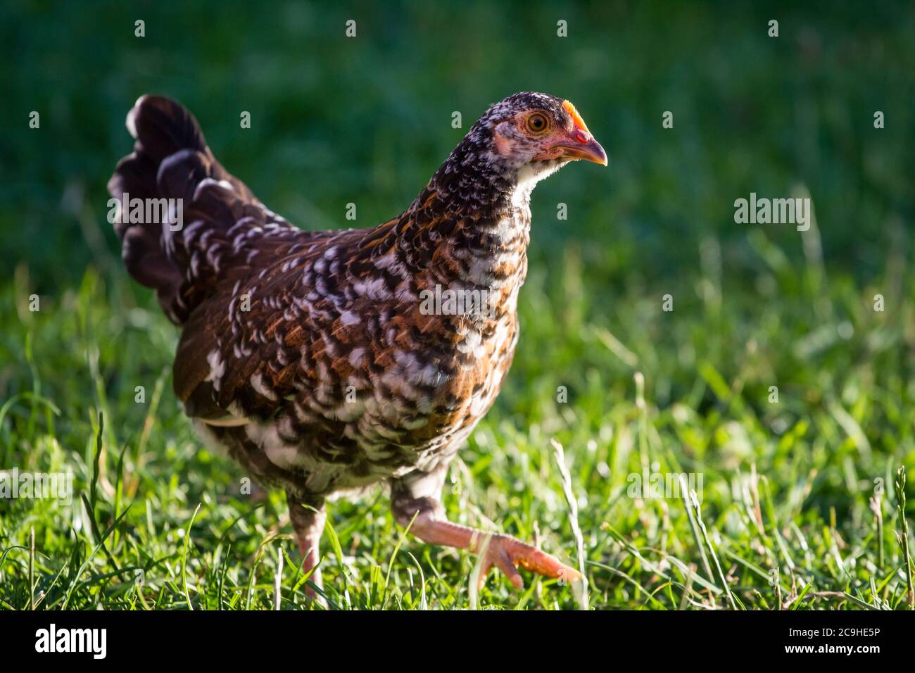 Colorito giovane gallina di pollo della razza 'Stoapiperl', una razza in via di estinzione dall'Austria Foto Stock