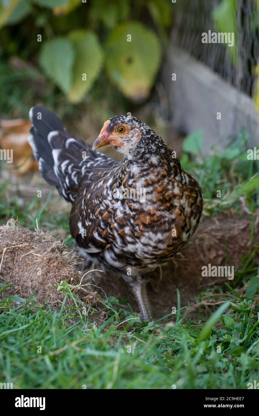 Colorito giovane gallina di pollo della razza 'Stoapiperl', una razza in via di estinzione dall'Austria Foto Stock