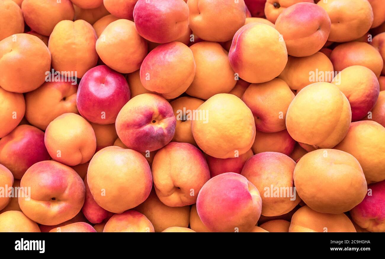 Albicocche naturali e biologiche coltivate in un'azienda agricola locale Foto Stock