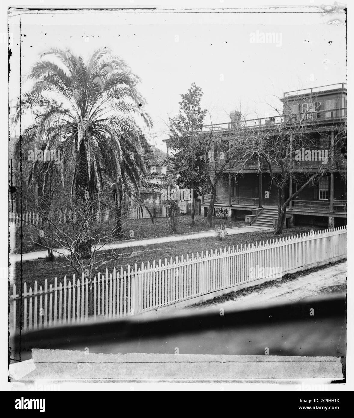 Jacksonville, Florida. Palme da dattero Foto Stock