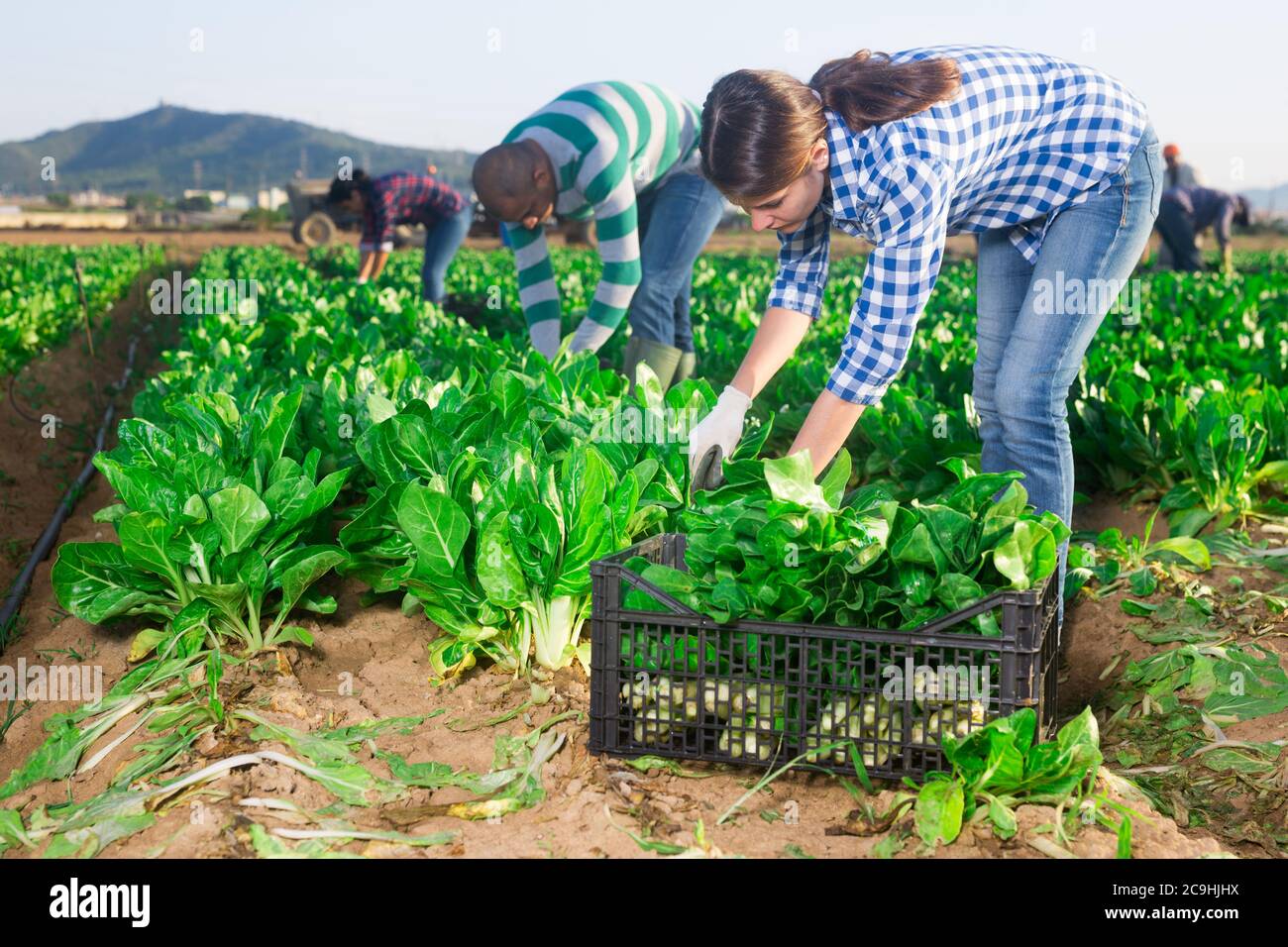 Lavoratori maschi e femmine che raccolgono raccolto di bietole in azienda Foto Stock