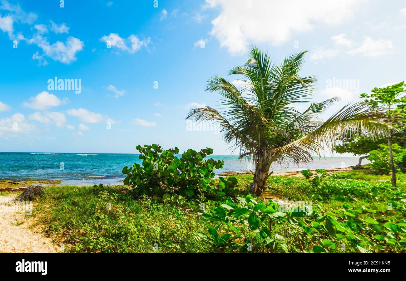 Palme sulla spiaggia di Autre Bord in una giornata nuvolosa. Guadalupa, Mar dei Caraibi Foto Stock