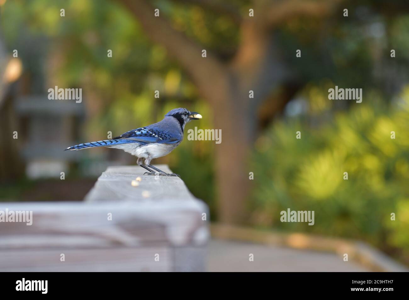 Blue Jay ama le arachidi Foto Stock