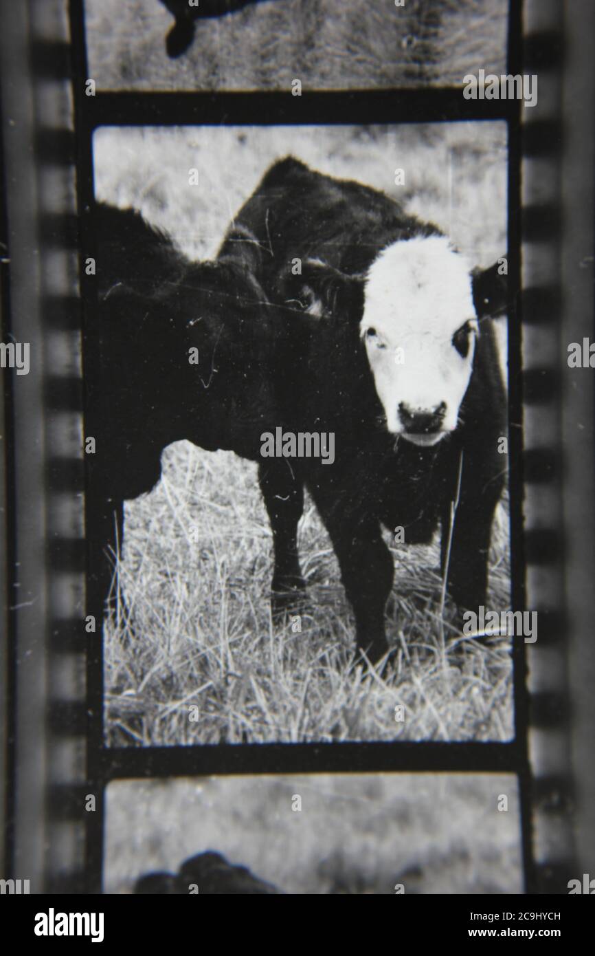 Fine anni '70 vintage fotografia in bianco e nero di una mandria di mucche, Bos taurus, pascolo nel pascolo vacca. Foto Stock