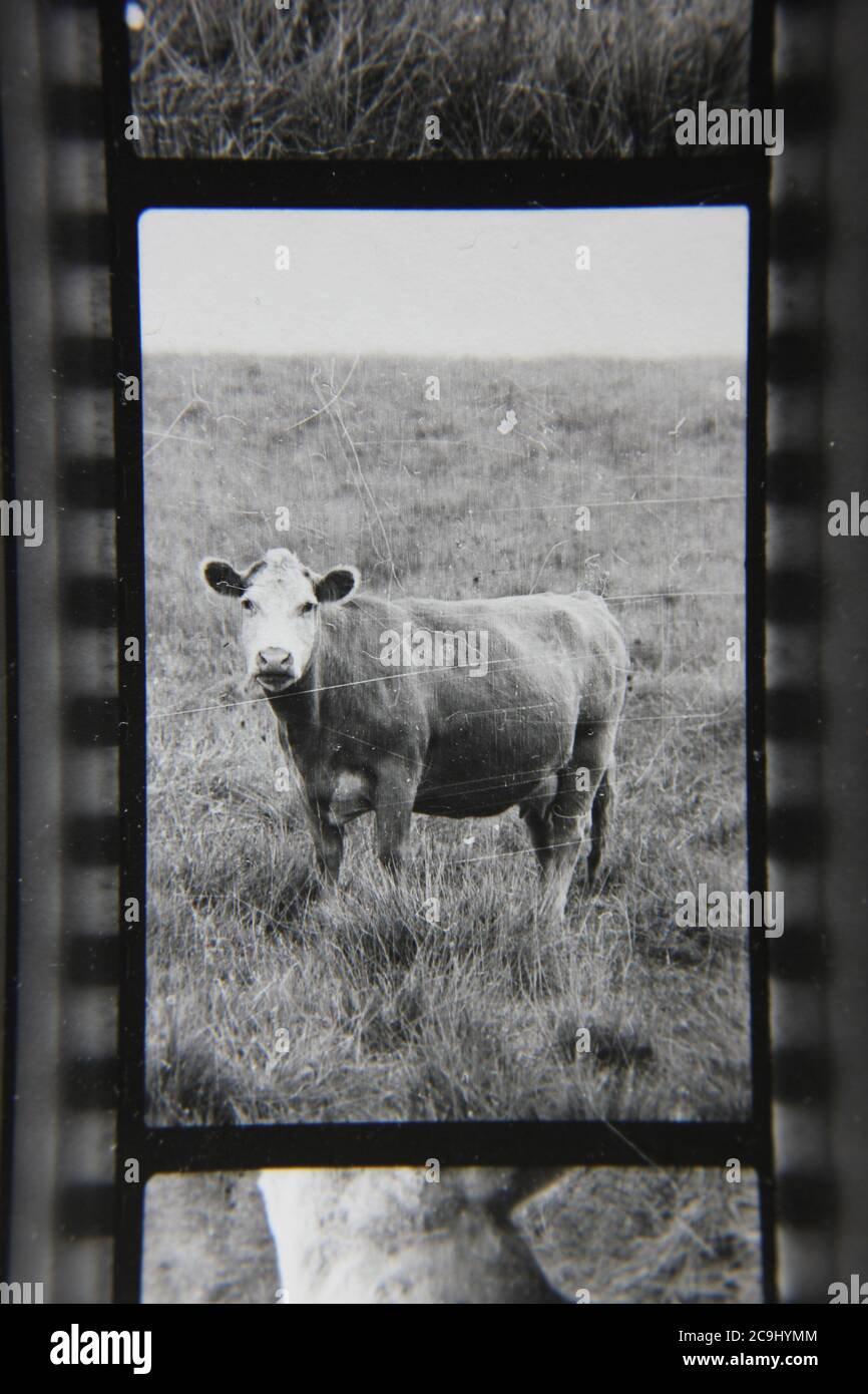 Fine anni '70 vintage fotografia in bianco e nero di una mandria di mucche, Bos taurus, pascolo nel pascolo vacca. Foto Stock