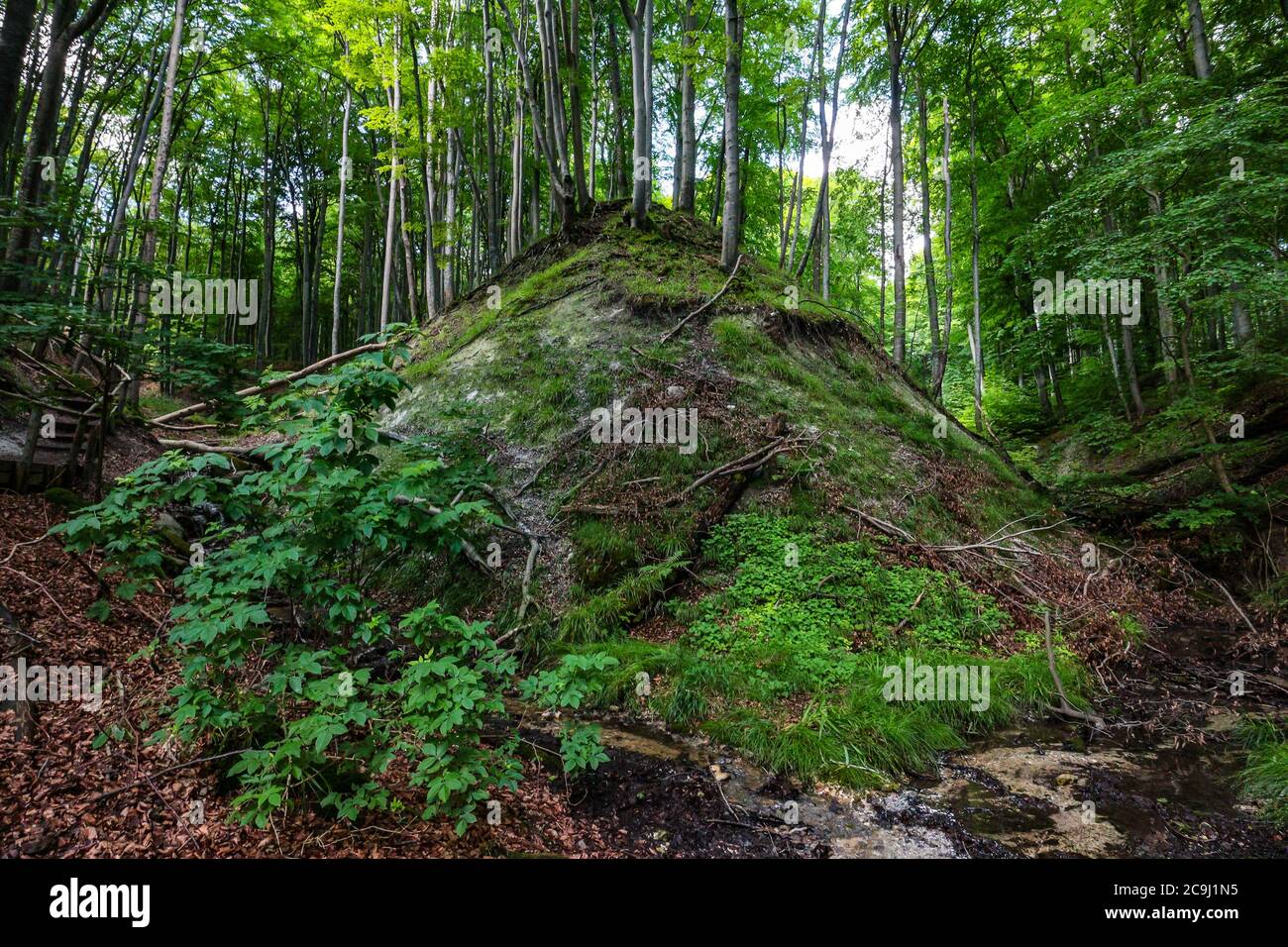 Alberi nella faggeta del Parco Nazionale di Jasmund, Rügen, Germania, parte del patrimonio mondiale dell'UNESCO "foreste di faggi antiche e primevali". Foto Stock