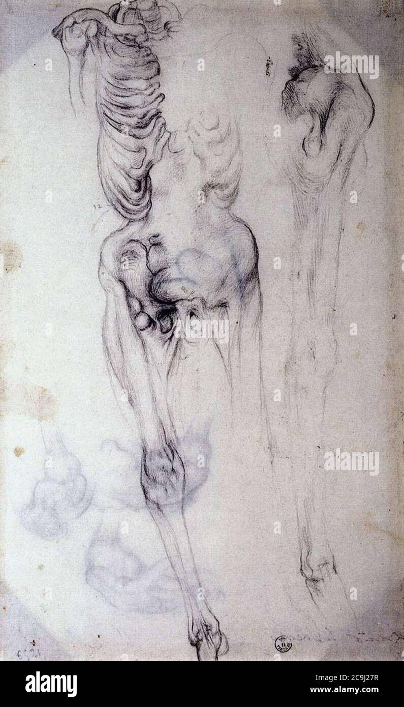 Jacopo Pontormo - Studio anatomico Foto Stock