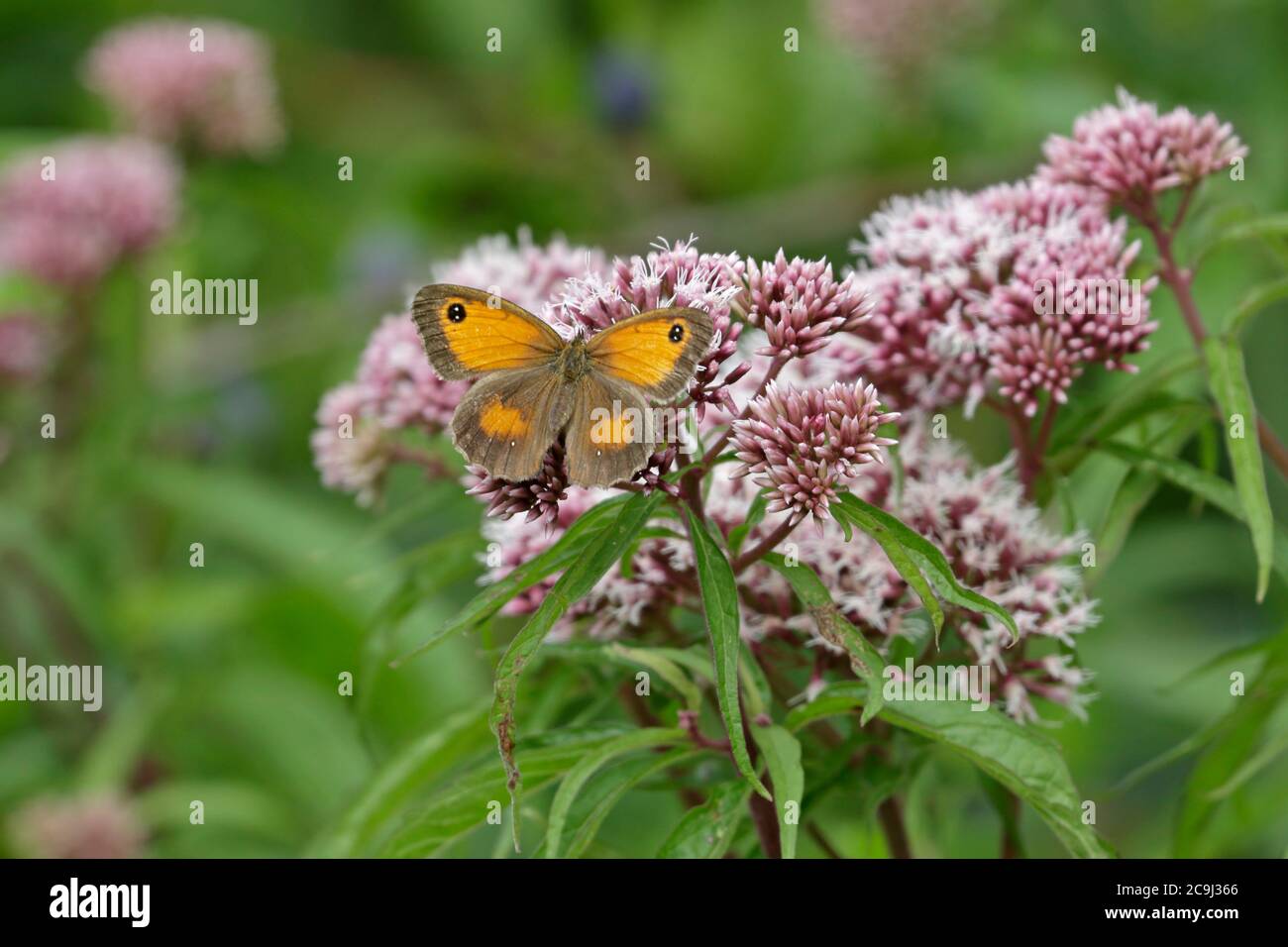 Hedge Brown Butterfly su fiori di agrimonia canapa Foto Stock