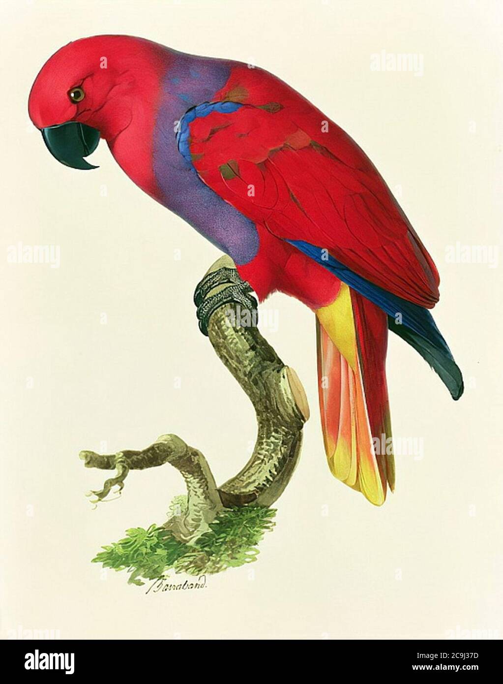 Jacques Barraband - Parrot rosso (wc e gouache) - (MeisterDrucke-190497). Foto Stock