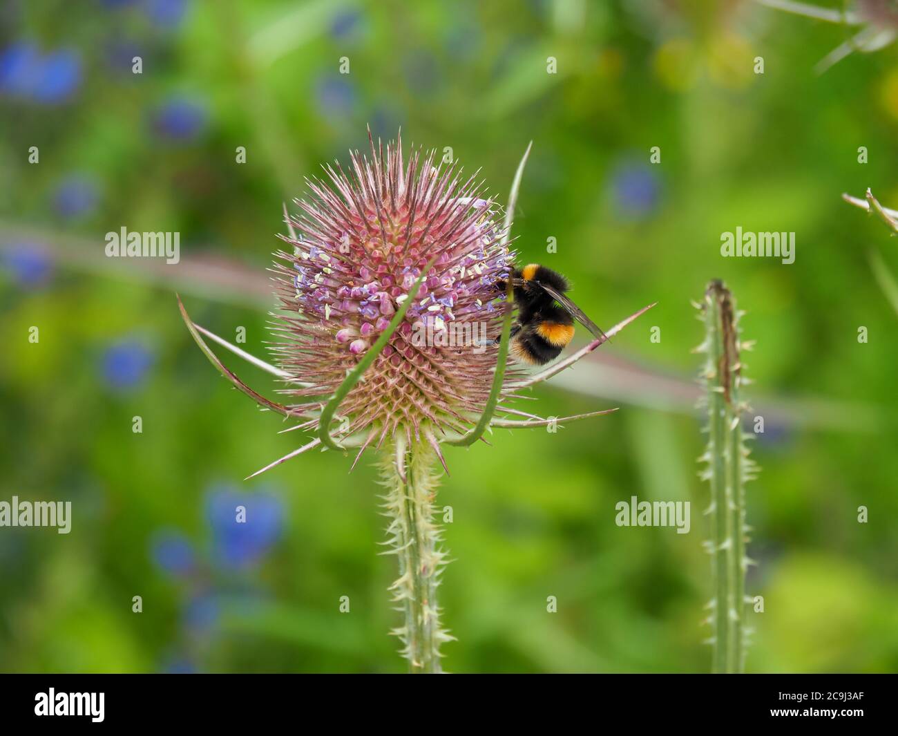 Bumblebee, Bombus, su un fiore selvatico di teasel in un prato estivo Foto Stock