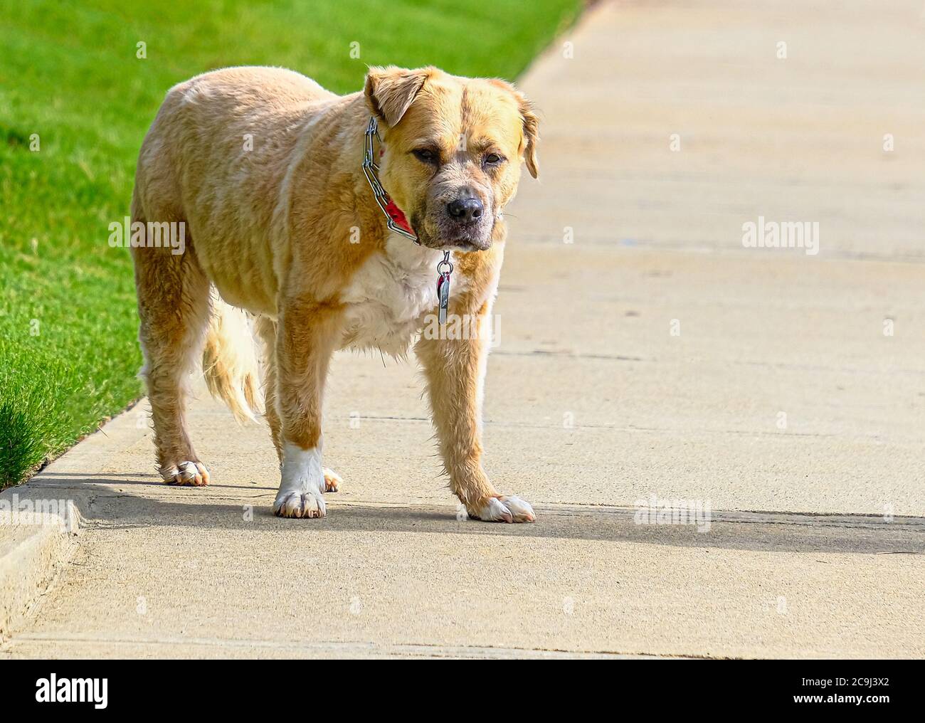 Bull Terrier sul marciapiede Foto Stock