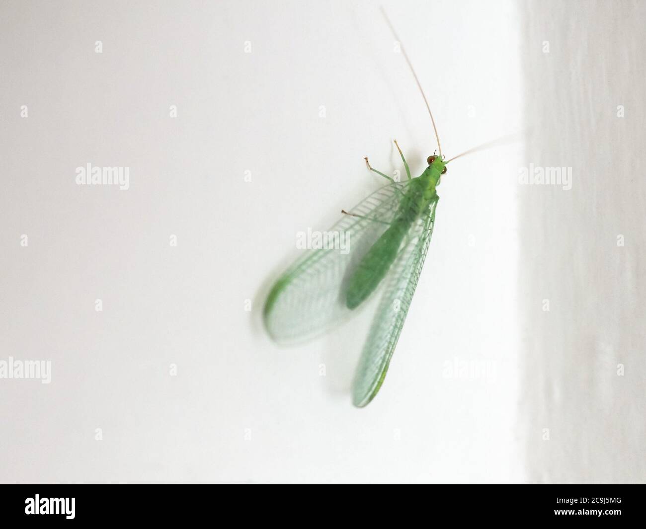Green Lacewing (nome scientifico Chrysopa carnea) di animale! Classe Insecta (insetti) Foto Stock