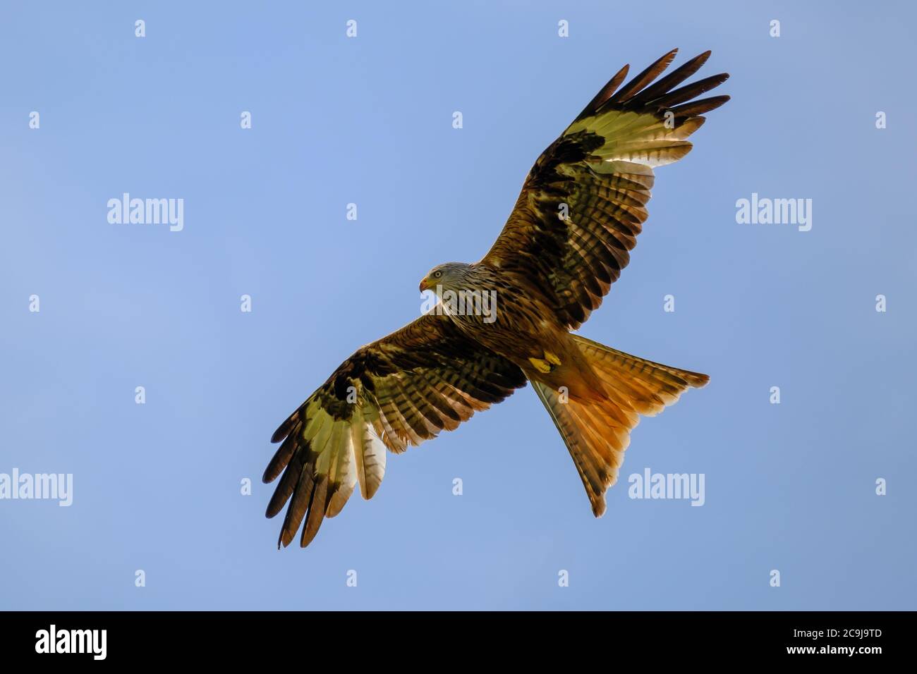 Nibbio reale (Milvus milvus) in volo Foto Stock