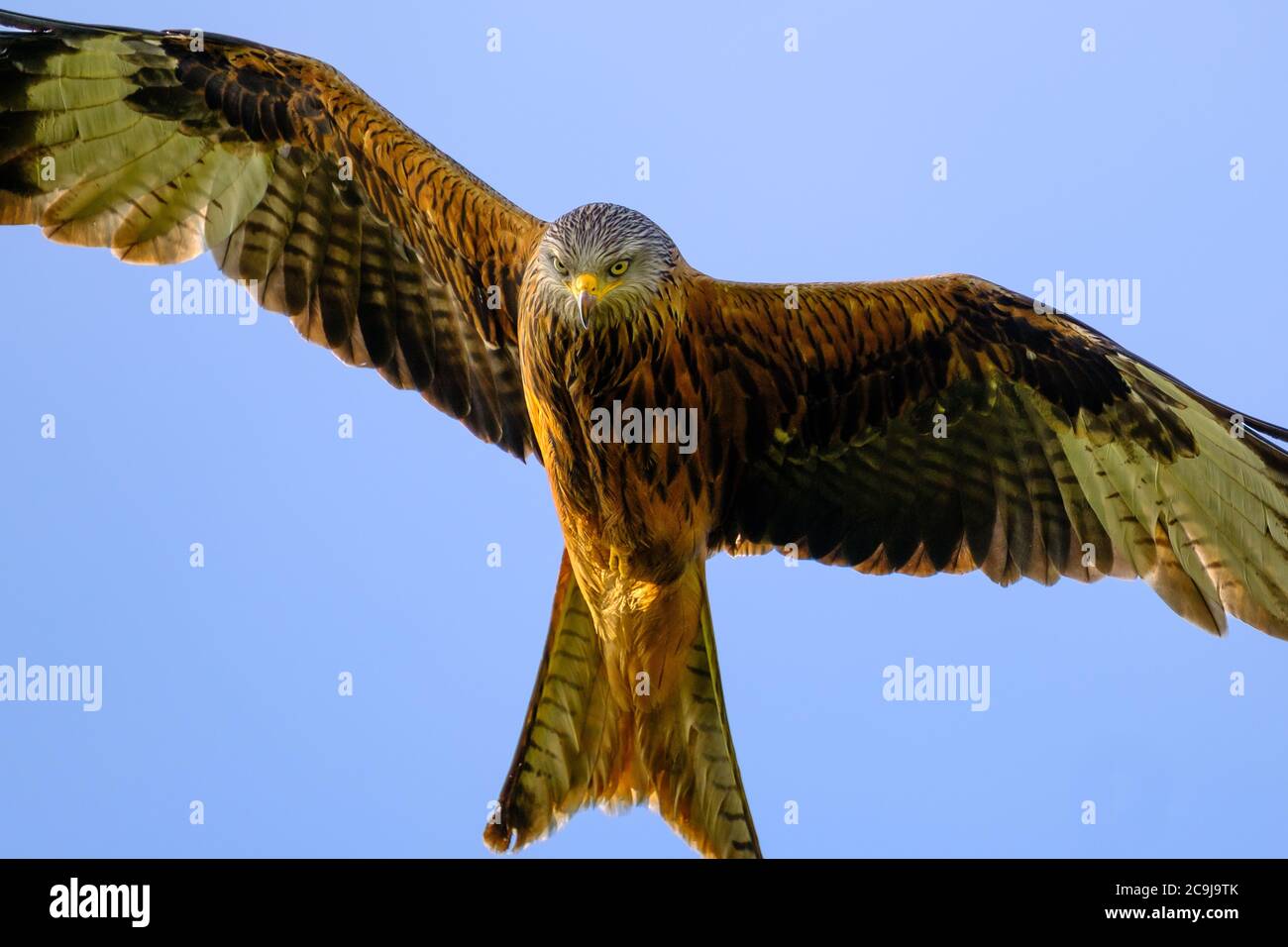 Nibbio reale (Milvus milvus) in volo Foto Stock